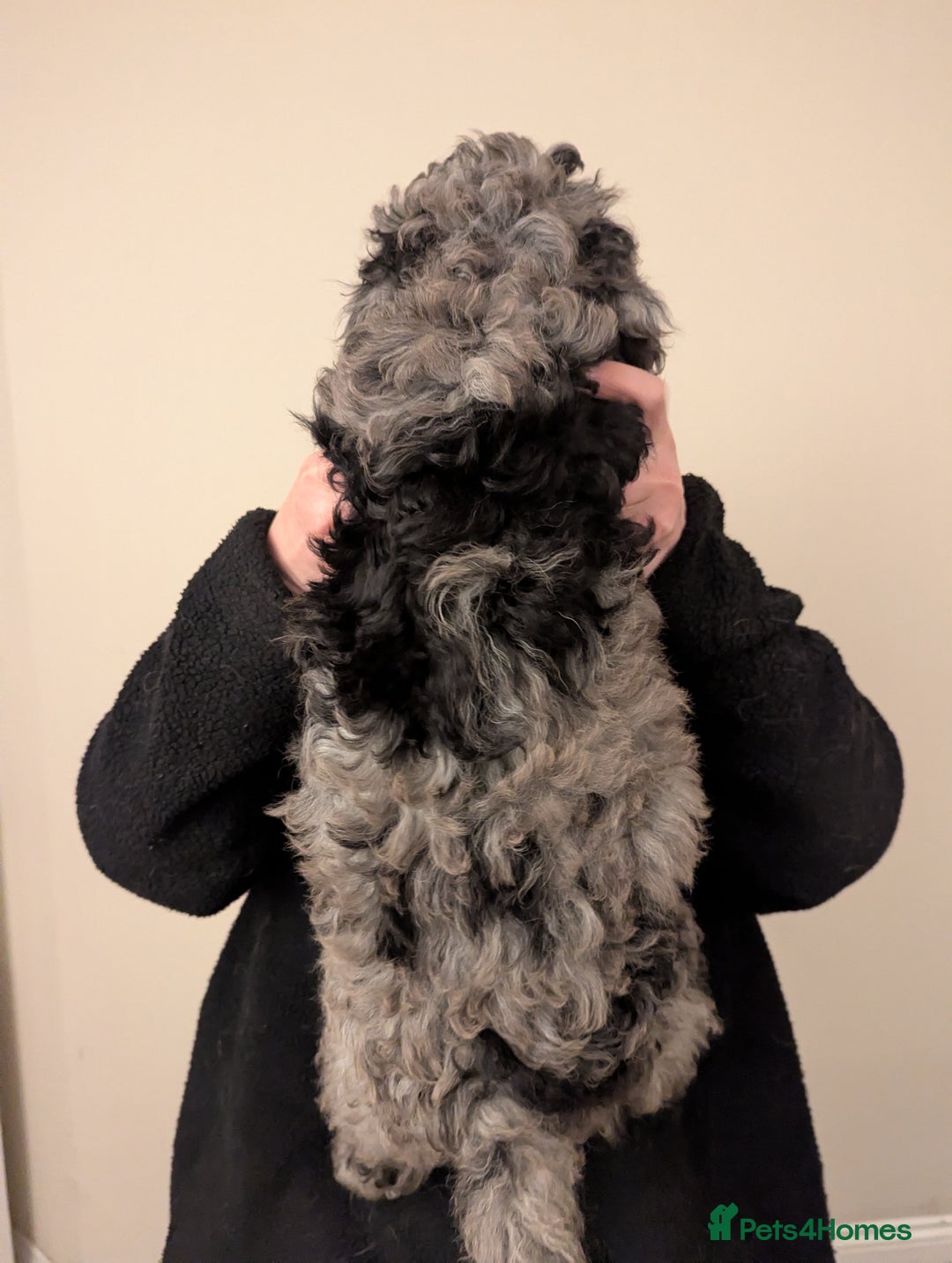 Australian Labradoodle dogs for sale: Ready Now !  Miniature Australian Labradoodles - Image 26