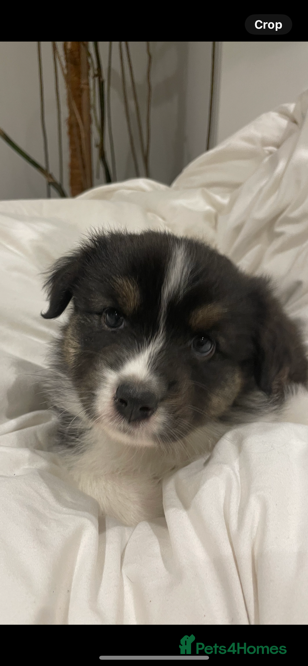 Australian Shepherd dogs for sale: Exceptional Australian Shepherd Puppies - Advert 12