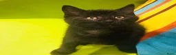Mixed Breed cats for sale: Kittens for sale ,mixed breed, wonderful behaviour - Advert 37