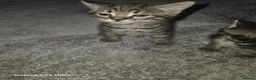 Mixed Breed cats for sale: 2 wee girls in Glasgow - Advert 10