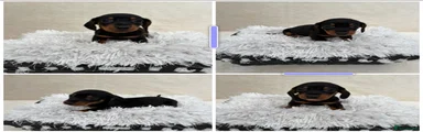 Miniature Dachshund 2