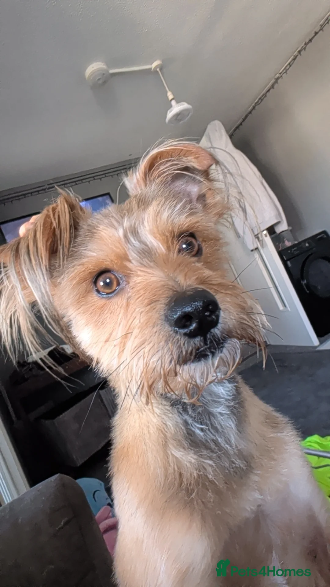 Yorkshire Terrier dogs for sale: 5 Year Old Male Yorkshire Terrier  - Advert 2