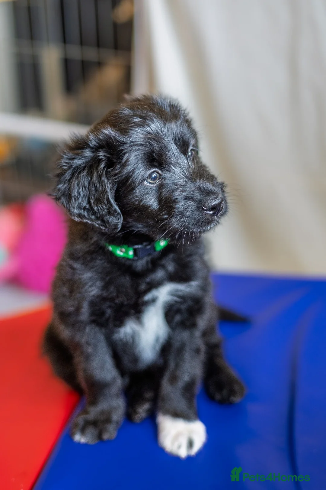 Bordoodle dogs for sale: 🌙☀️Waiting List Open🌙☀️ - Advert 22