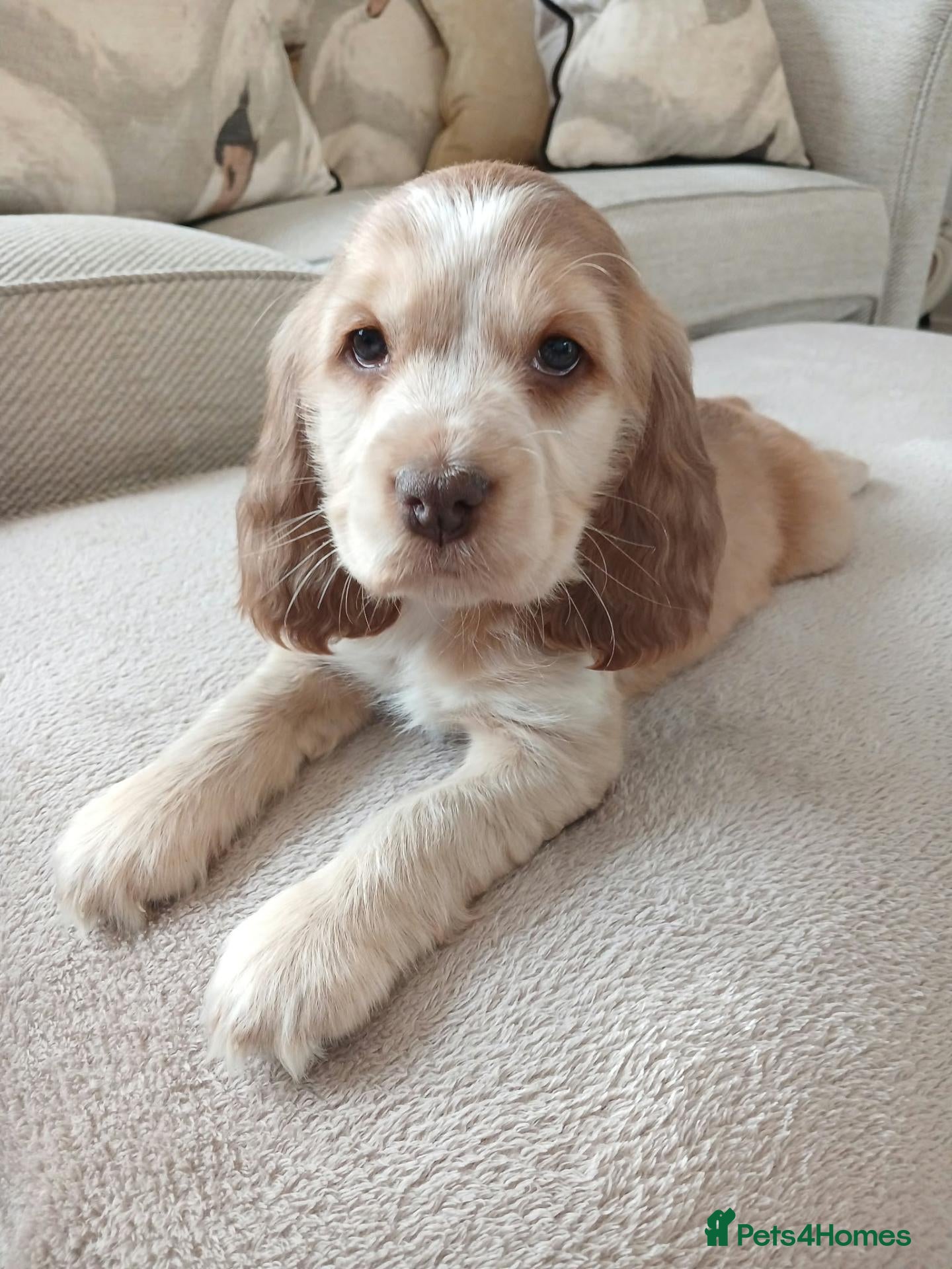 Cocker Spaniel dogs for sale: BEAUTIFUL KC REG SHOW TYPE COCKER SPANIEL PUPPIES - Advert 1