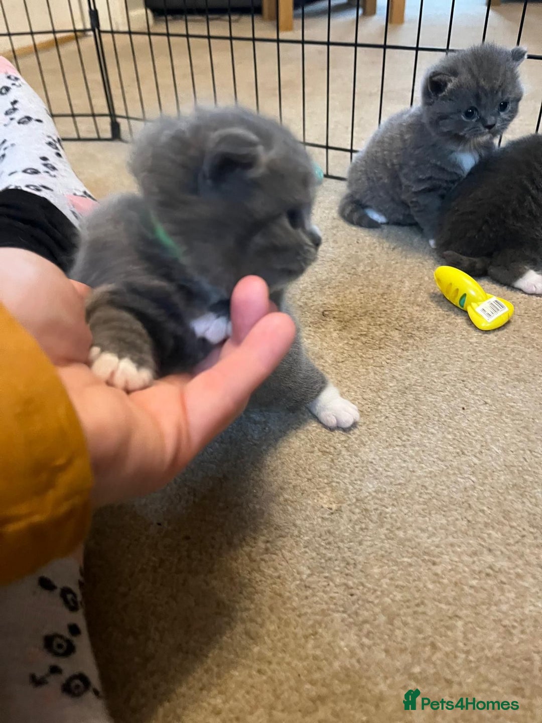 British Shorthair cats for sale: beautiful and cute kitten for sale  - Image 7