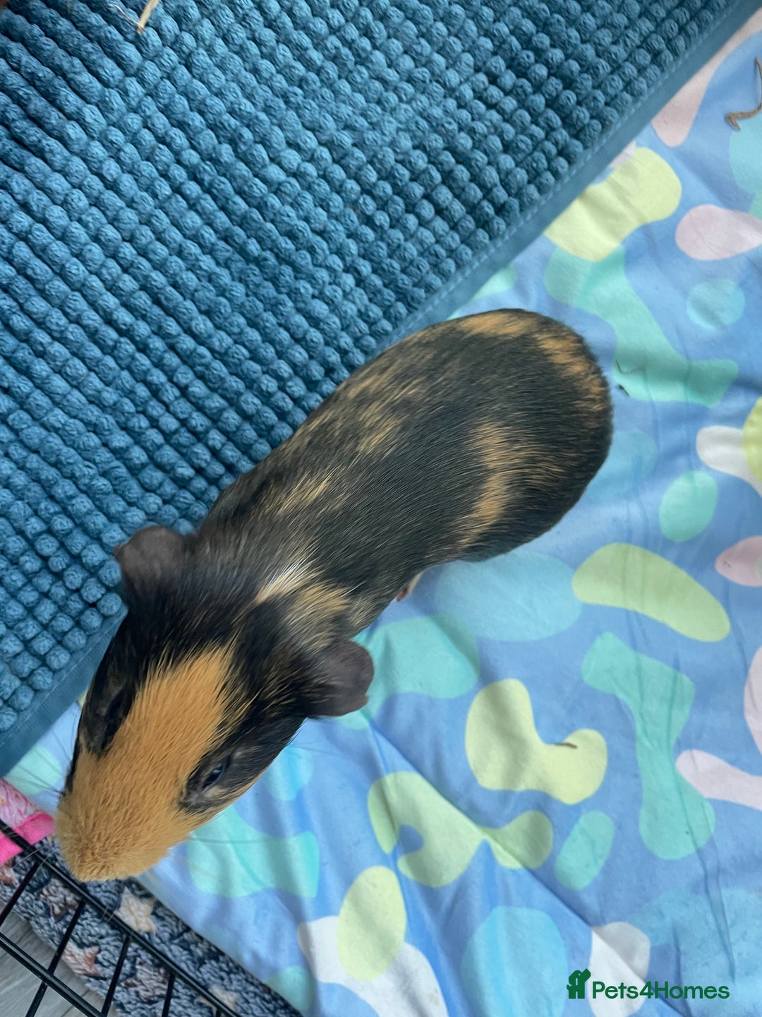 Guinea Pig rodents for sale: 3 male guinea pigs 8 months with everything includ - Advert 4