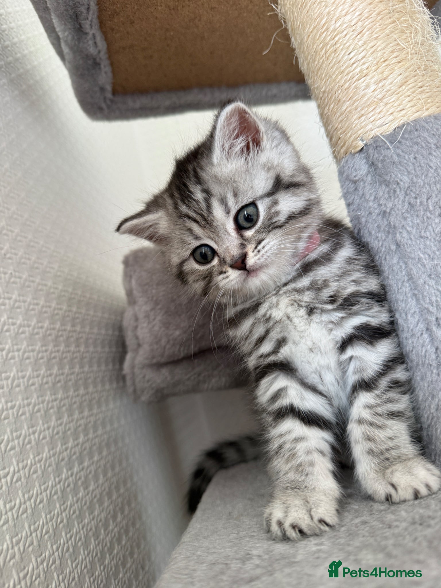 British Shorthair cats for sale: 3 females British shorthair  - Advert 8