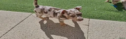 Jack Russell dogs for sale: Merle jack russels - Advert 20