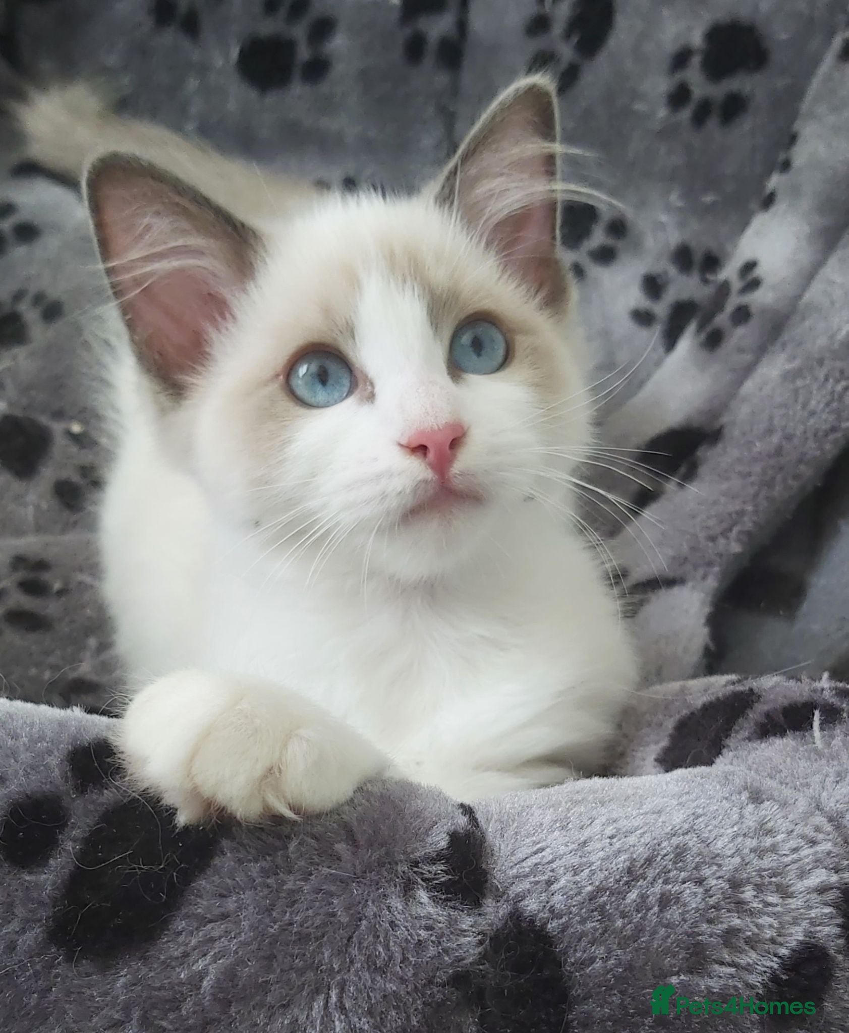 Ragdoll cats RAGDOLLS SEAL POINT BICOLOUR GIRLS BLUE EYES  - Advert 10