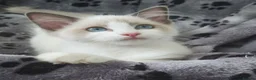 Ragdoll cats for sale: RAGDOLLS SEAL POINT BICOLOUR GIRLS BLUE EYES  - Advert 10