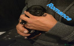 Mixed Breed dogs for sale: Pug x Lucher  - Image 21