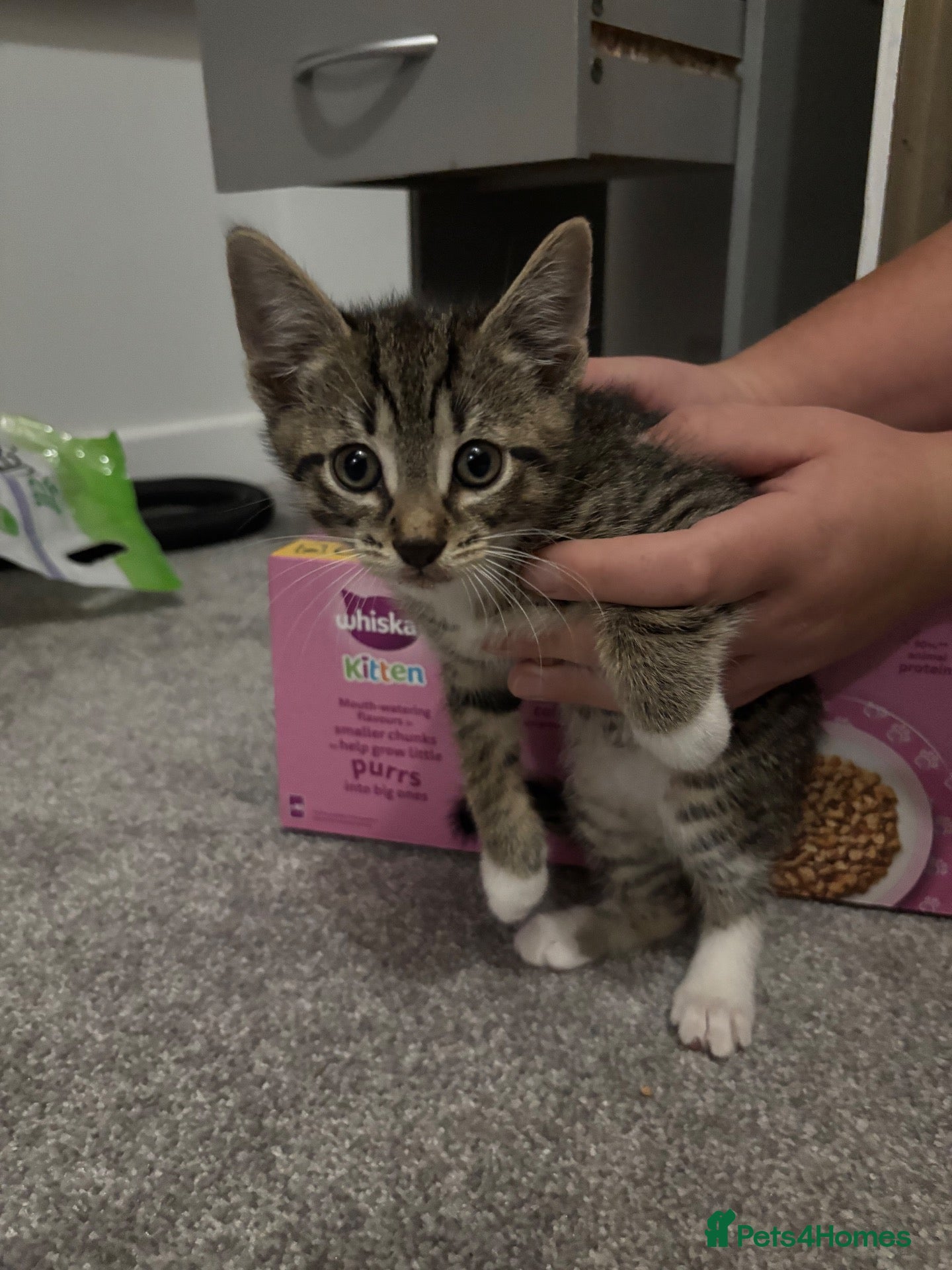 Mixed Breed cats 5 kittens available from today - Advert 1