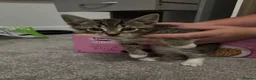 Mixed Breed cats for sale: 5 kittens available from today in Trowbridge - Advert 1