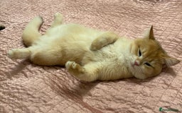 British Shorthair cats for sale:  Golden British Shorthair kittens  in London - Image 15