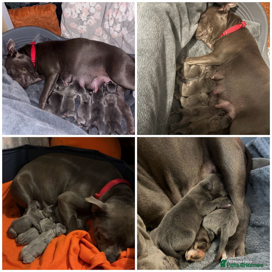 Staffordshire Bull Terrier dogs for sale: Staffordshire Bull Terrier puppies  - Advert 3