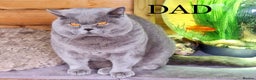 British Shorthair cats for sale: British Shorthair kittens to reserve  - Advert 6