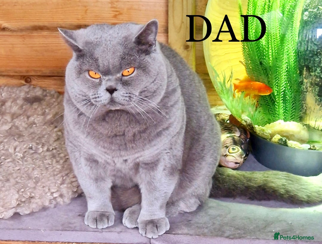 British Shorthair cats for sale: British Shorthair kittens to reserve  - Advert 6