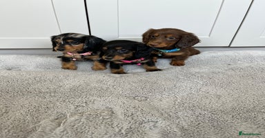 Dachshund dogs - Advert 6