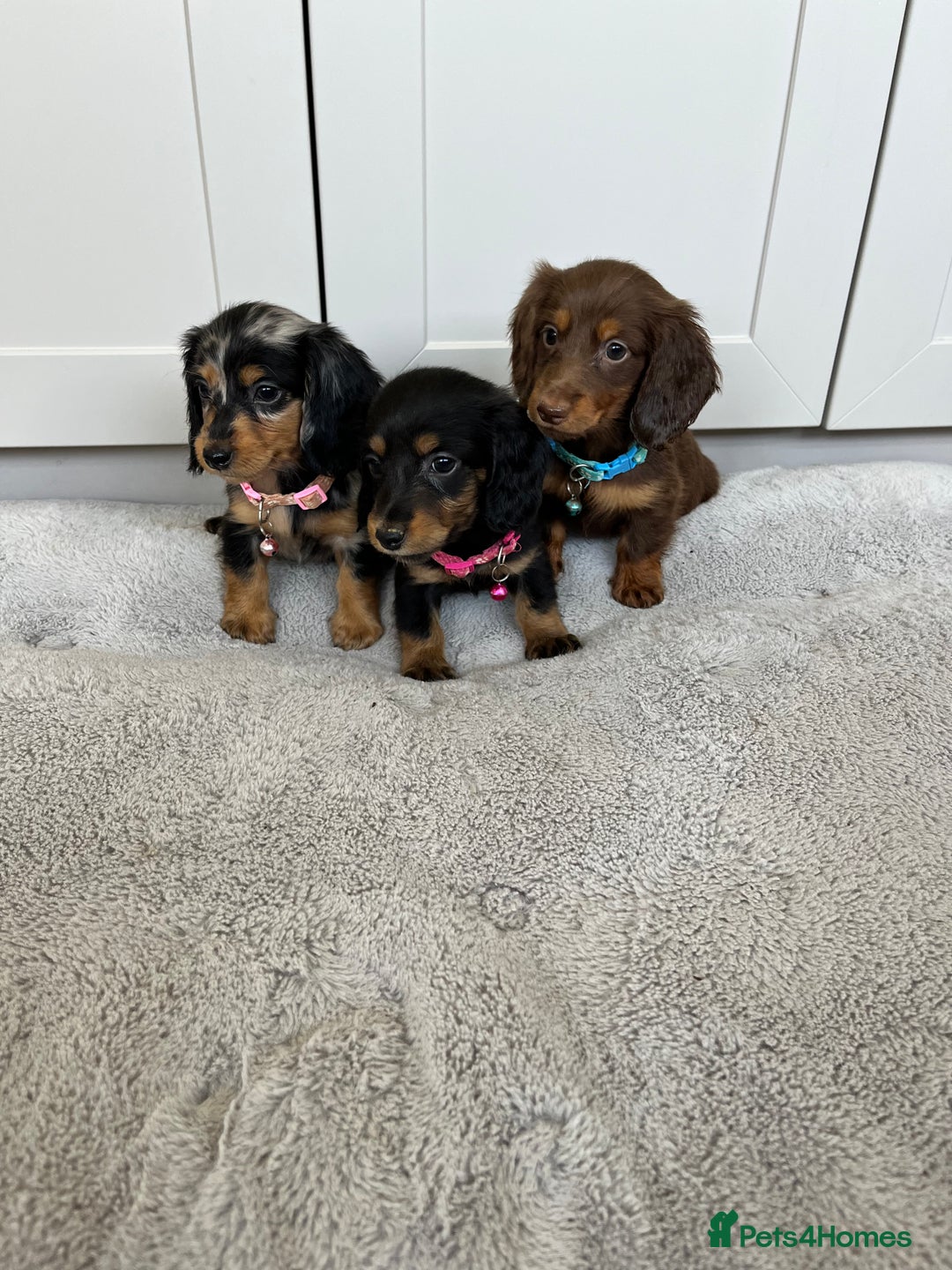 Dachshund dogs for sale: OUTSTANDING STANDARD LONGHAIR DACHSHUNDS - Image 3