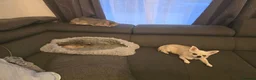 Abyssinian cats for sale: Adorable  Abyssinian  male for sale - Advert 17