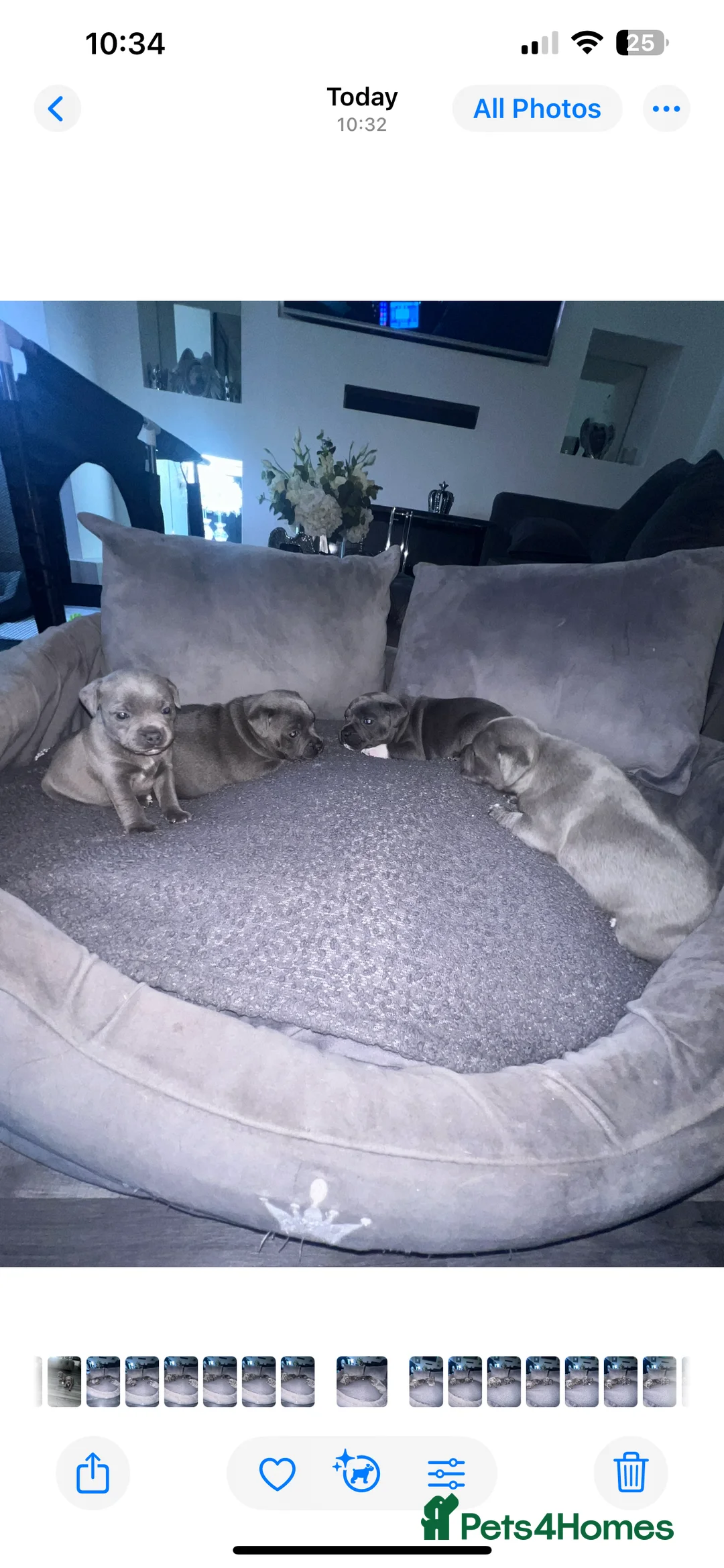 Staffordshire Bull Terrier dogs for sale: LAST BOY LEFT KC REGISTERED 5 STAR BLUE   - Advert 21