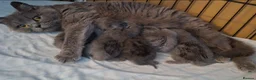 British Shorthair cats for sale: British Shorthair Blue Kittens for sale in Canterbury - Advert 2