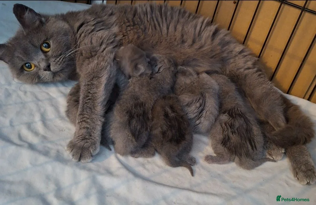 British Shorthair cats for sale: British Shorthair Blue Kittens for sale in Canterbury - Advert 2