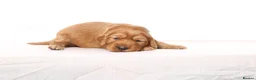 Cockapoo dogs for sale: Gorgeous & Adorable F1b Puppies   - Advert 5