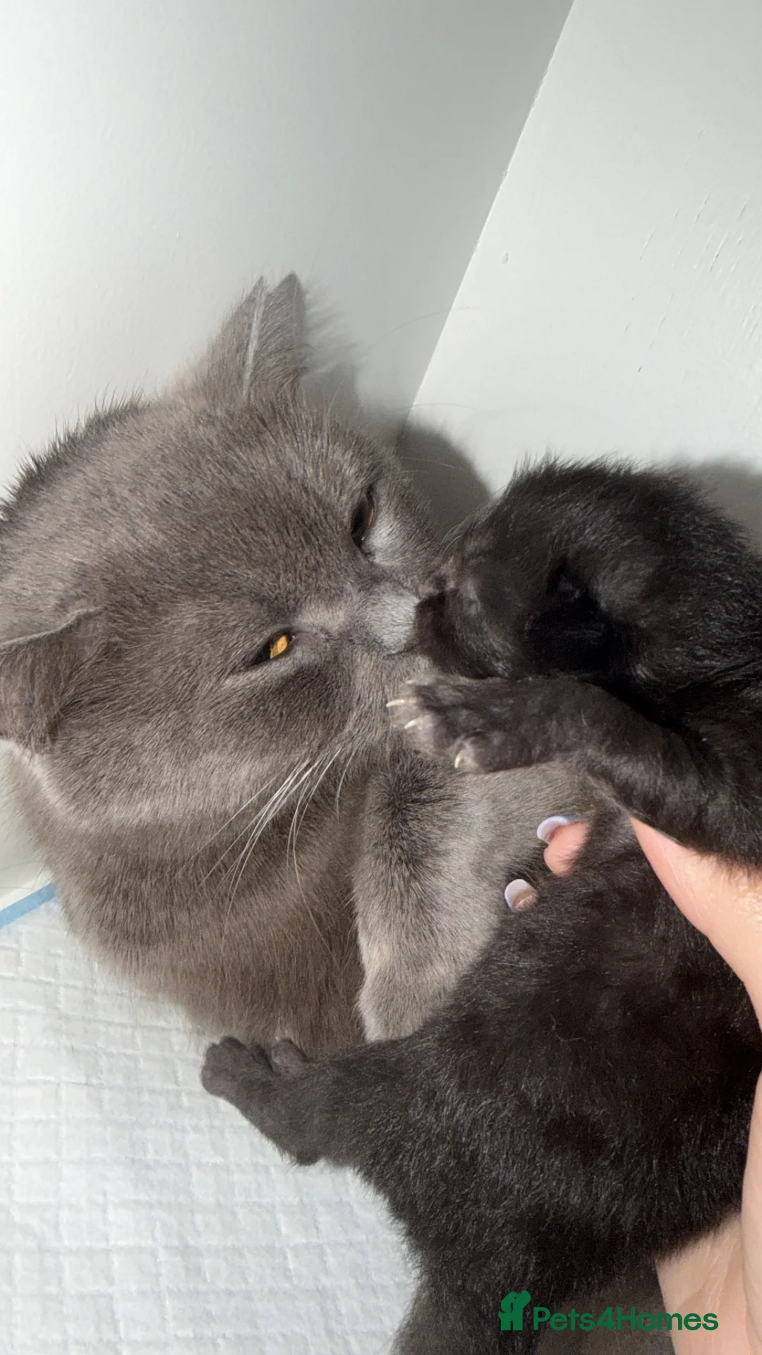 British Shorthair cats for sale:     Beautiful British Shorthair Cross Kittens - Advert 2