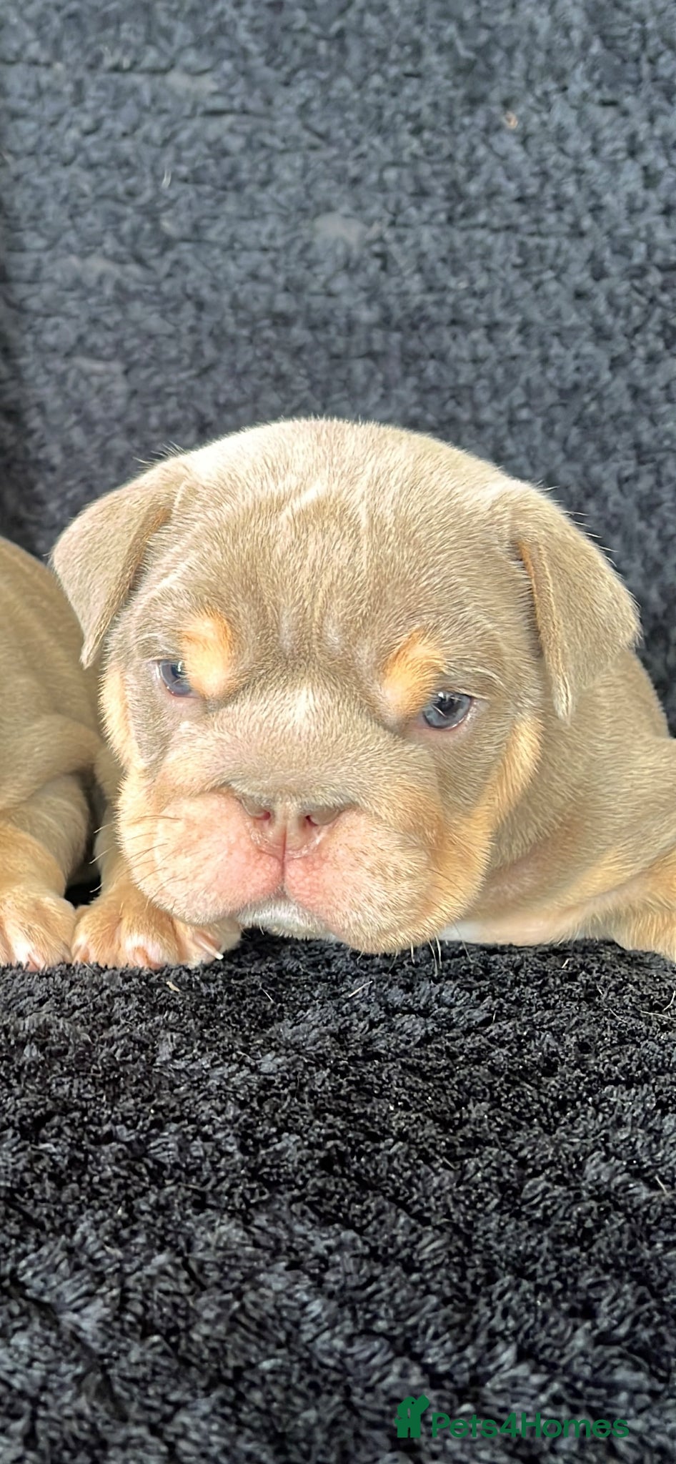 English Bulldog dogs STUNNING HEALTH CLEAR ENGLISH BULLDOGS  - Advert 10