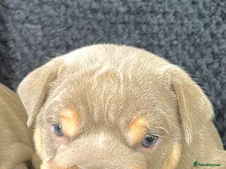 English Bulldog dogs STUNNING HEALTH CLEAR ENGLISH BULLDOGS - Advert 10