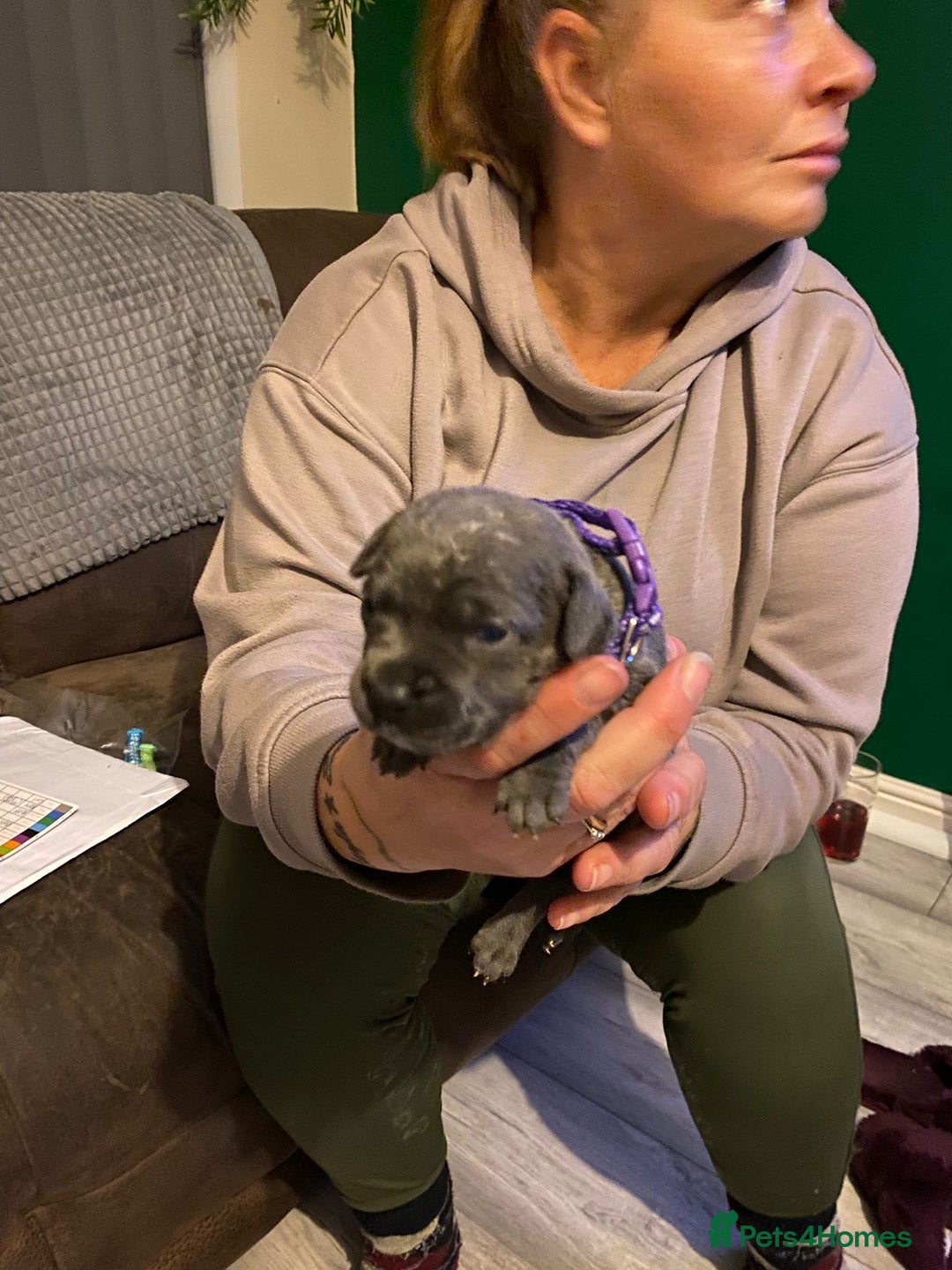 Staffordshire Bull Terrier dogs for sale: Blue pups  - Advert 12