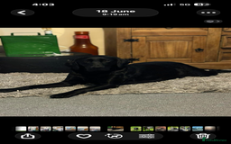 Labrador Retriever dogs for sale: Mum and son need to be rehomed hopefully together - Advert 2