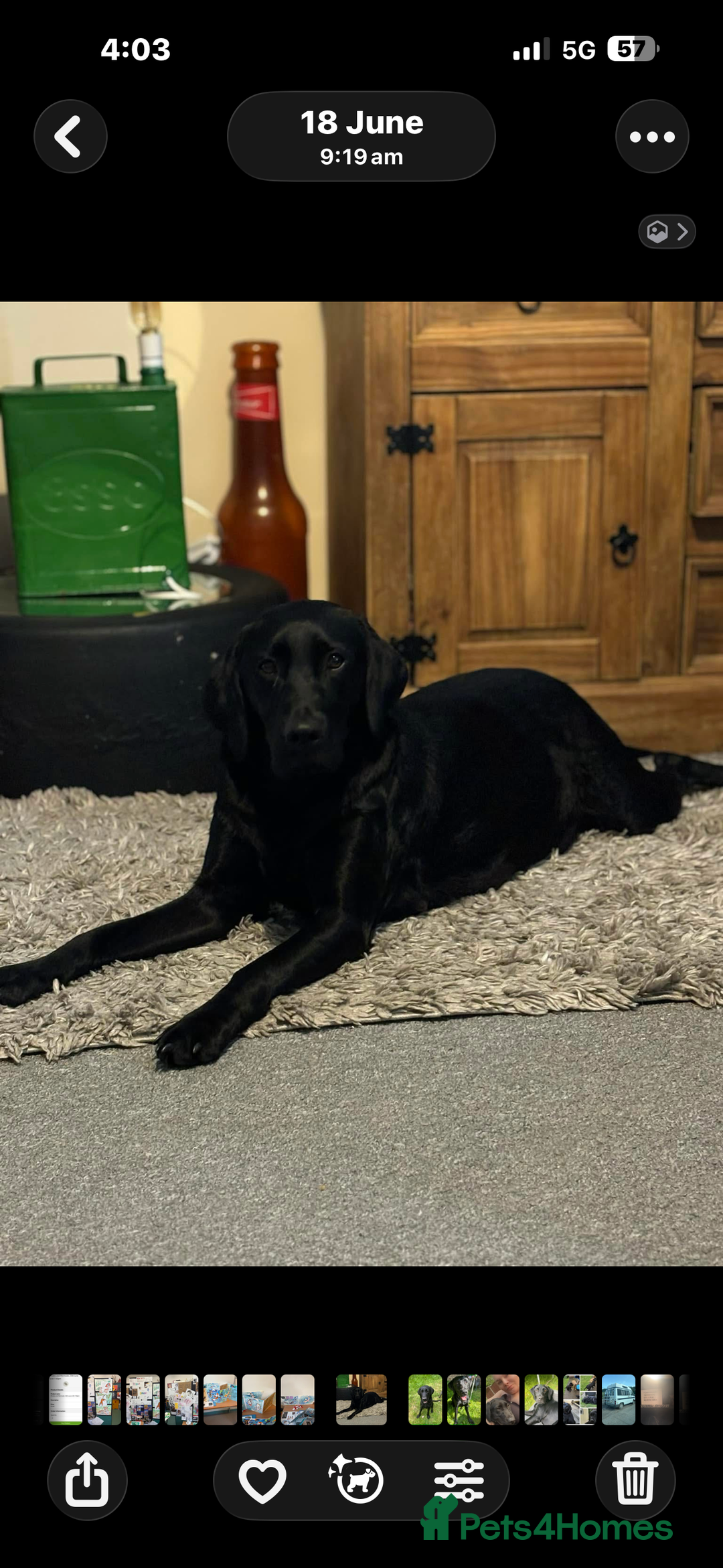 Labrador Retriever dogs for sale: Mum and son need to be rehomed hopefully together - Advert 2