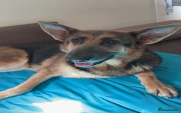 German Shepherd dogs for sale: River Female German Shepherd  - Image 4