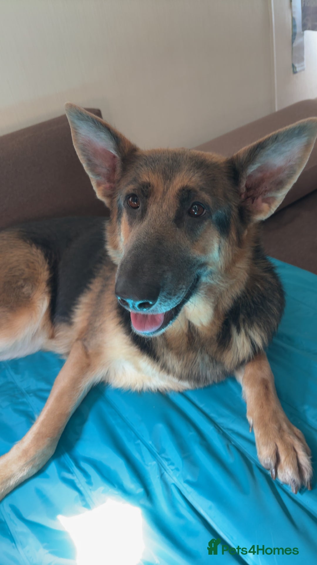 German Shepherd dogs for sale: River Female German Shepherd  - Image 4