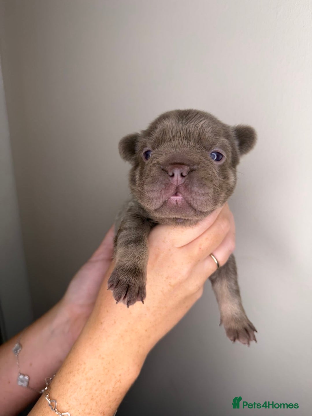 French Bulldog dogs for sale: French bulldog  - Advert 9