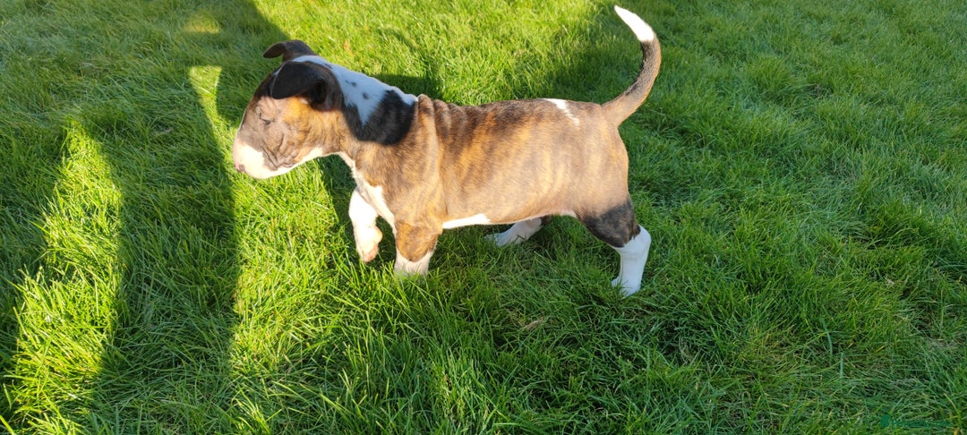 English Bull Terrier dogs for sale: KCRegistered English Bull Terrier Puppies–Top Line - Image 23