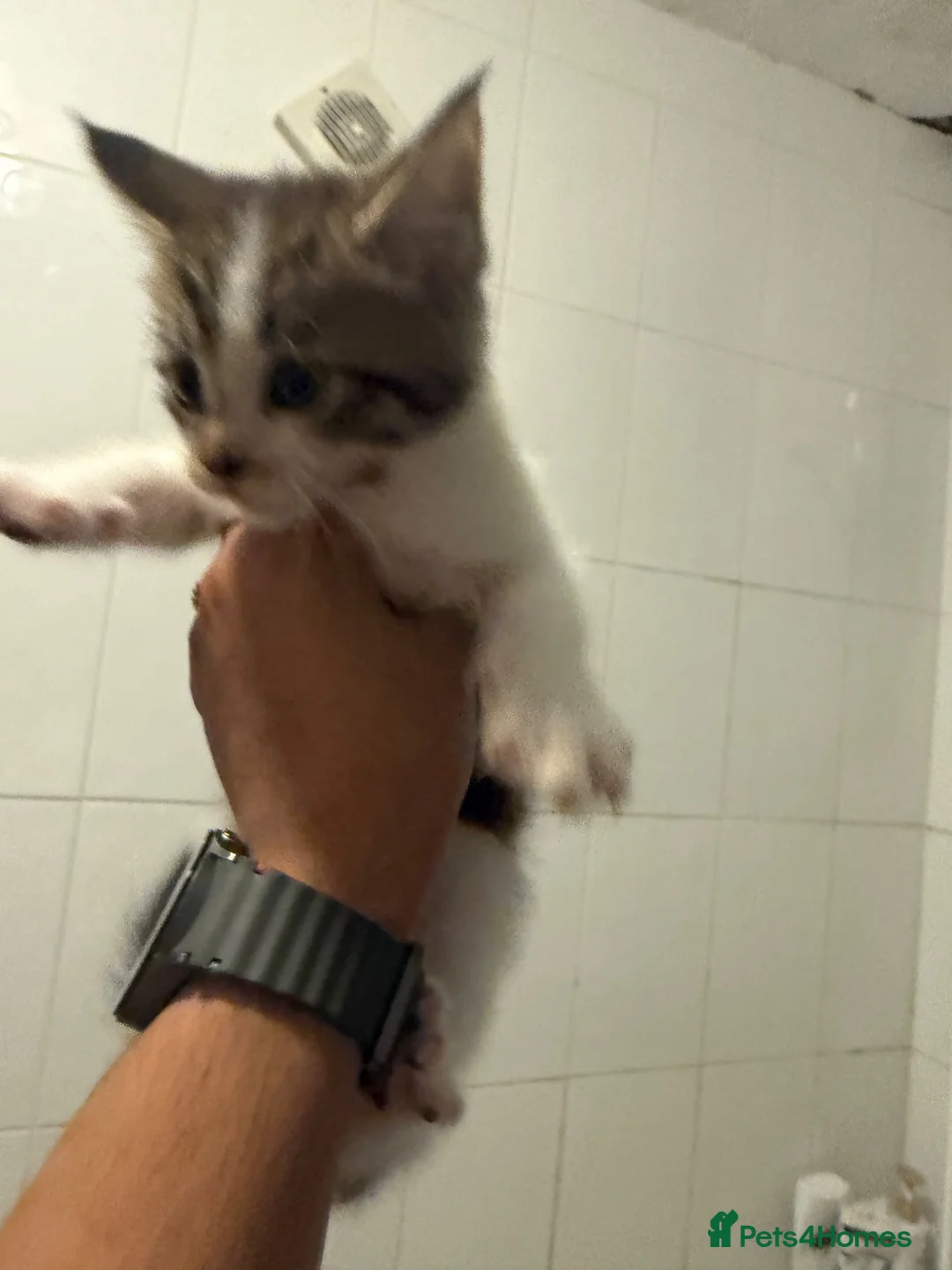 Mixed Breed cats for sale: Mainecoon Mix kittens  - Advert 2