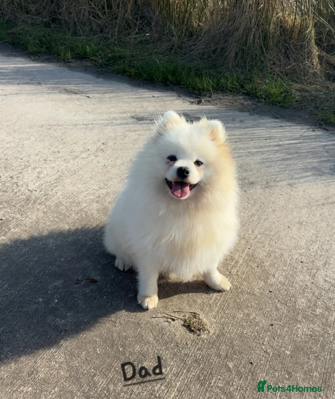 Pomeranian dogs for sale: White Pomeranian Males - Advert 14