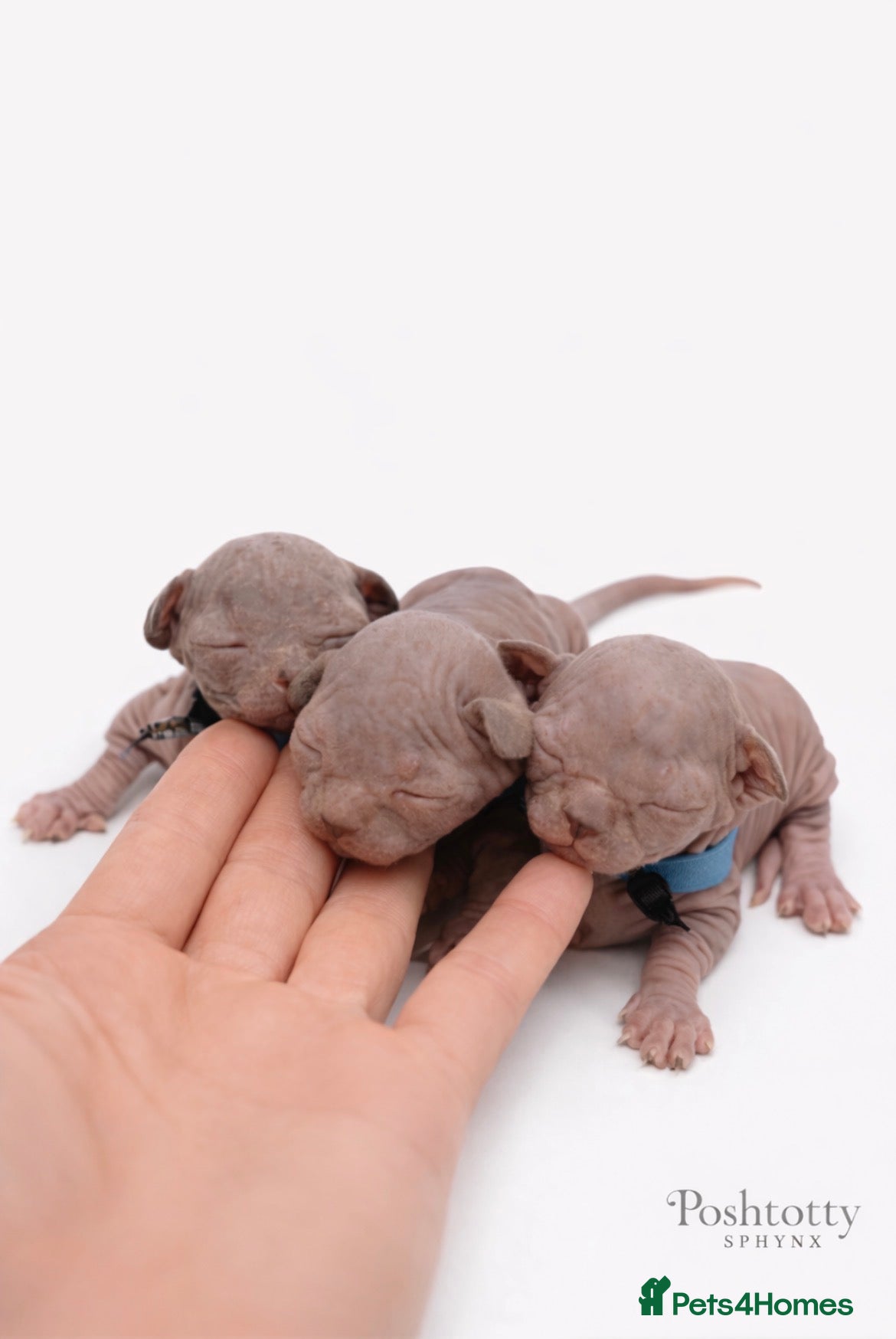 Sphynx cats     Exceptional TICA Sphynx Kittens  - Advert 18
