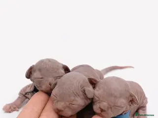 Sphynx cats Exceptional TICA Sphynx Kittens - Advert 6