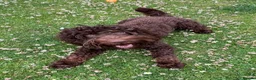 Cockapoo dogs for stud: Proven chocolate Cockapoo STUD - Advert 10