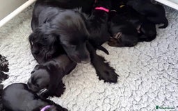 Cockapoo dogs for sale: 🐾 Cockerpoo puppies for sale 🐾  - Image 10