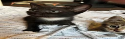 Mixed Breed cats for sale: Cute Kittens for sale  - Advert 4