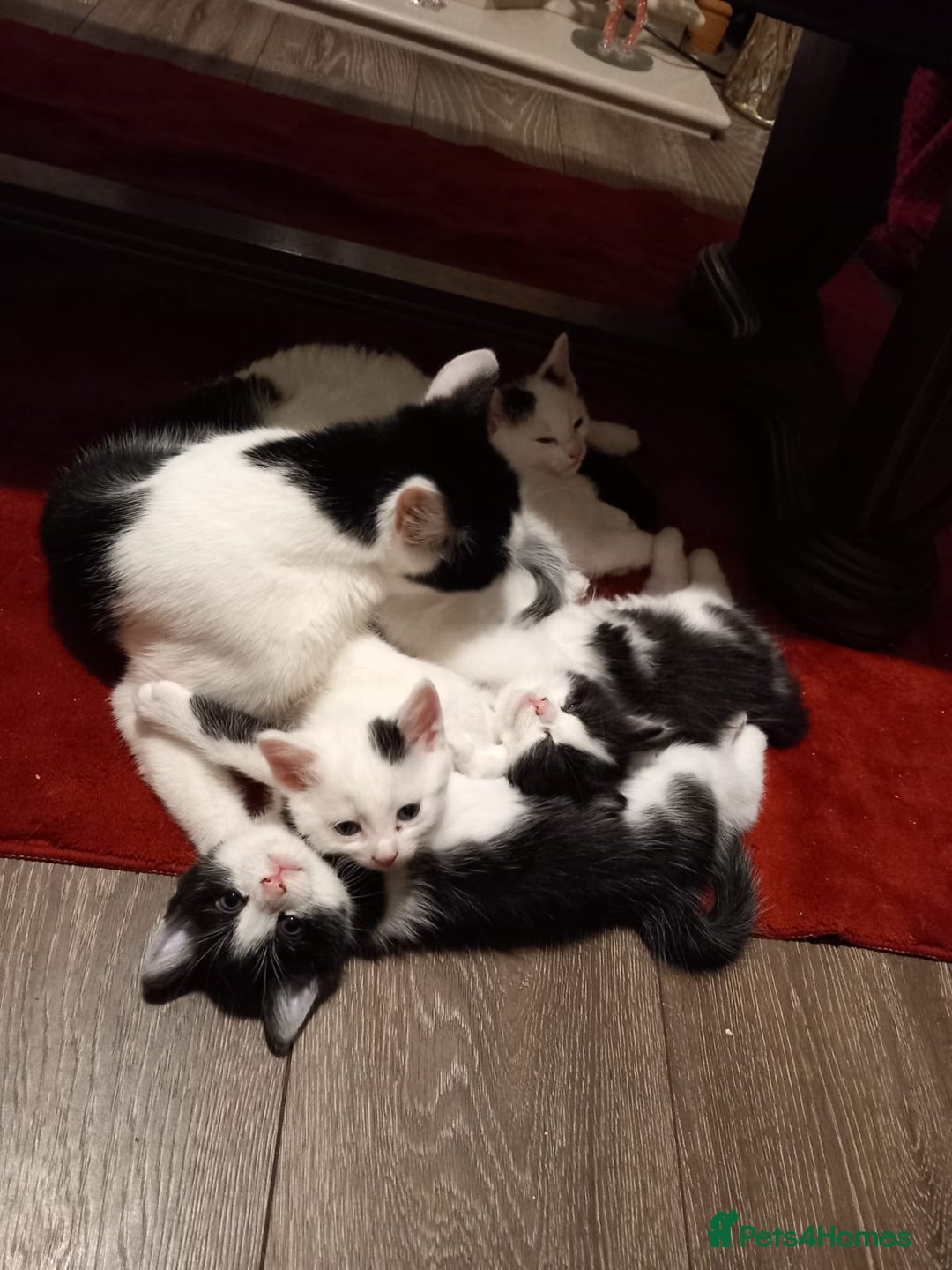 British Shorthair cats for sale: Kittens for sale  - Advert 1