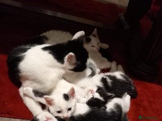 British Shorthair cats Kittens for sale - Advert 2