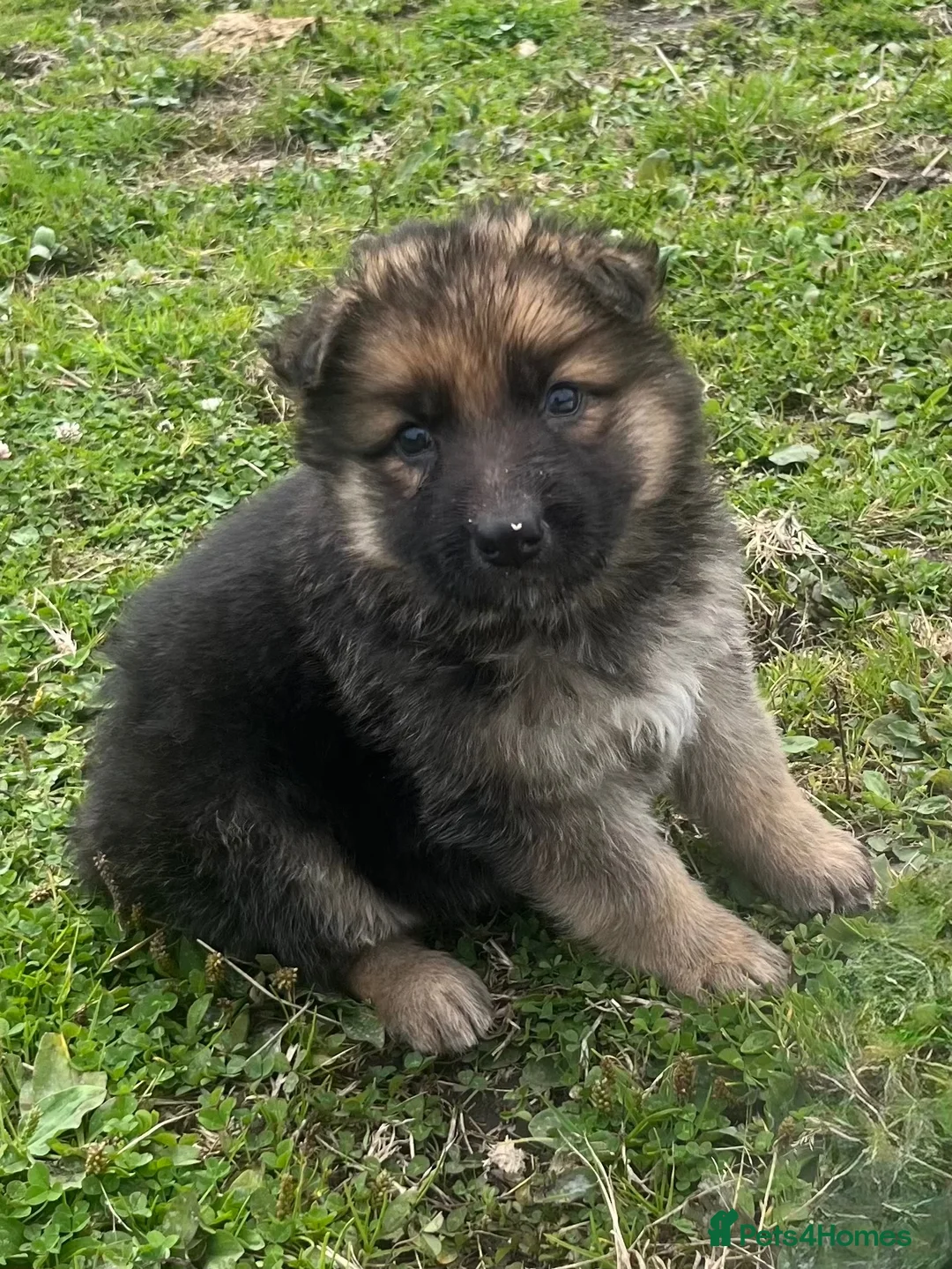 German Shepherd dogs for sale: German shepherd pups - Advert 1