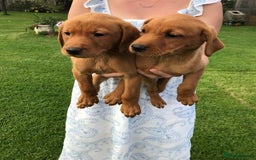 Labrador Retriever dogs for sale: Fox Red Labrador Puppies for sale - Image 12