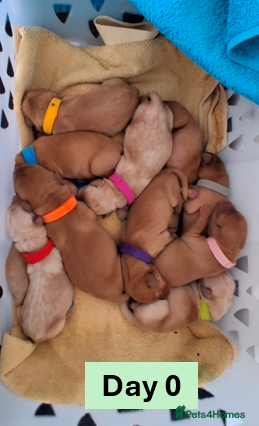 Labrador Retriever dogs Outstanding Labrador Puppies - Confident & Healthy - Advert 2